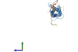 AlphaFold protein structure predicition of Mouse Recombinant Cldn10 Protein, UniprotID Q9Z0S6