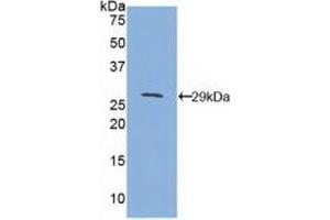 Western blot analysis of recombinant Mouse CD1d. (CD1d antibody  (AA 56-271))