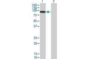 Western Blot analysis of MAP3K11 expression in transfected 293T cell line by MAP3K11 monoclonal antibody (M02), clone 3D11. (MAP3K11 antibody  (AA 741-847))