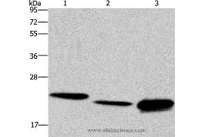 Western blot analysis of Hela cell, mouse liver tissue and Raji cell, using IL19 Polyclonal Antibody at dilution of 1:550 (IL-19 antibody)