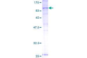 ABCB7 Protein (AA 39-753) (GST tag)