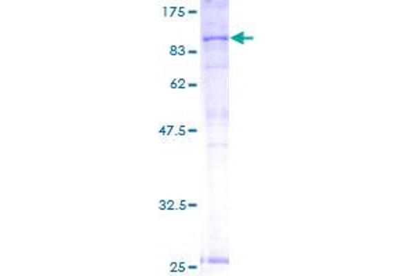 ABCB7 Protein (AA 39-753) (GST tag)