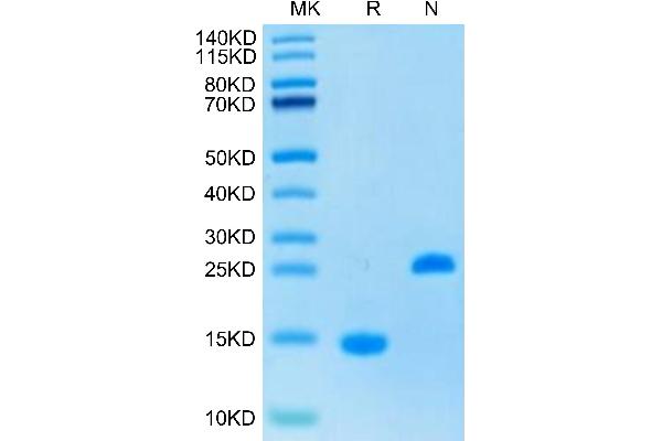 ACVA Protein (AA 311-426)