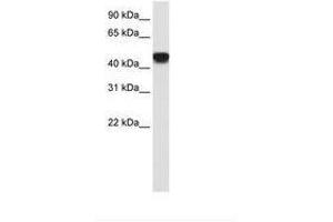 Image no. 2 for anti-Small Nuclear RNA Activating Complex, Polypeptide 1, 43kDa (SNAPC1) (C-Term) antibody (ABIN202353) (SNAPC1 antibody  (C-Term))