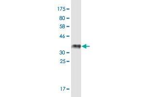 Western Blot detection against Immunogen (36. (MAMLD1 antibody  (AA 603-701))