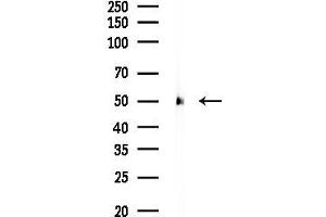 Western blot analysis of lysates from Rat testis, using alpha Tubulin 4A Antibody at 1/1000 dilution.