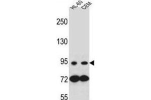 Western Blotting (WB) image for anti-Nucleotide-Binding Oligomerization Domain Containing 1 (NOD1) antibody (ABIN2996386) (NOD1 antibody)