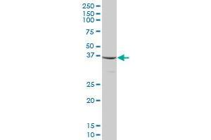 MTIF3 MaxPab polyclonal antibody. (MTIF3 antibody  (AA 1-278))