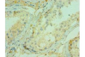 Immunohistochemistry of paraffin-embedded human testis tissue using ABIN7147292 at dilution of 1:100 (CDC5L antibody  (AA 563-802))