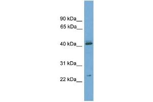 WB Suggested Anti-Rhox6 Antibody Titration:  0. (RHOX6 antibody  (Middle Region))