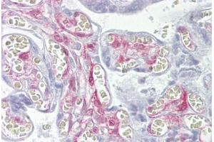 Anti-LGALS1 / Galectin 1 antibody IHC staining of human placenta. (LGALS1/Galectin 1 antibody  (AA 72-121))