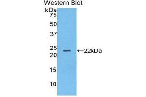 Western Blotting (WB) image for anti-Nucleoredoxin (NXN) (AA 166-327) antibody (ABIN1860090) (NXN antibody  (AA 166-327))