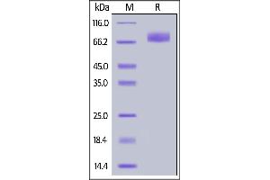 Mouse B7-H2, Fc Tag on  under reducing (R) condition. (ICOSLG Protein (AA 47-279) (Fc Tag))