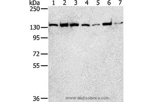 Western blot analysis of Hepg2, MCF7, Jurkat, hela, A431, K562 and lncap cell, using SMARCA5 Polyclonal Antibody at dilution of 1:250 (SMARCA5 antibody)