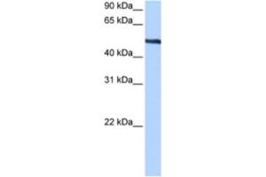 Western Blotting (WB) image for anti-Thyroid Hormone Receptor Interactor 6 (TRIP6) antibody (ABIN2463436) (TRIP6 antibody)