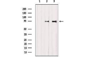 Western blot analysis of extracts from various samples, using BMAL1 Antibody. (ARNTL antibody  (Internal Region))