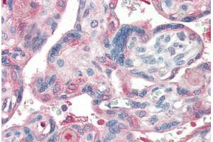 Human Placenta (formalin-fixed, paraffin-embedded) stained with Laminin antibody ABIN364494 at 5 ug/ml followed by biotinylated goat anti-rabbit IgG secondary antibody ABIN481713, alkaline phosphatase-streptavidin and chromogen. (Laminin antibody)