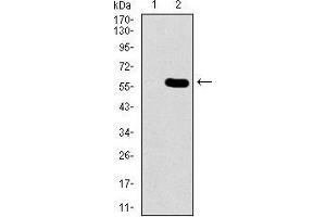 Western blot analysis using GNL3 mAb against HEK293 (1) and GNL3 (AA: 1-226)-hIgGFc transfected HEK293 (2) cell lysate. (Nucleostemin antibody  (AA 1-226))