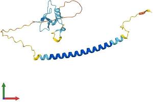 AlphaFold protein structure predicition of Mouse Recombinant Thap1 Protein, UniprotID Q8CHW1