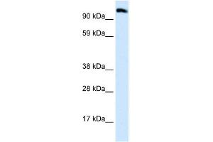 WB Suggested Anti-EEA1 Antibody Titration:  0. (EEA1 antibody  (N-Term))