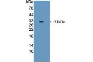 Detection of Recombinant QSOX1, Mouse using Polyclonal Antibody to Quiescin Q6 Sulfhydryl Oxidase 1 (QSOX1) (QSOX1 antibody  (AA 33-281))