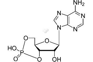 Image no. 1 for Cyclic Adenosine Monophosphate (cAMP) CLIA Kit (ABIN577668) (CAMP CLIA Kit)