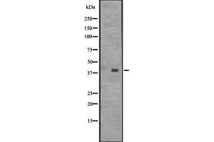 CENPL antibody  (Internal Region)