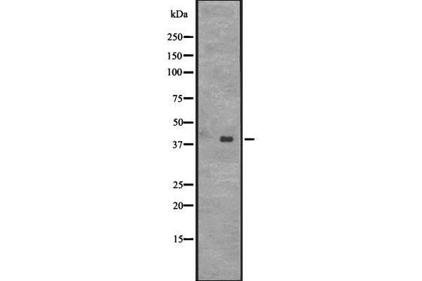 CENPL antibody  (Internal Region)