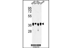 Western blot analysis of ARGLU1 Antibody in A549, HL-60, 293, Jurkat cell line lysates (35ug/lane)