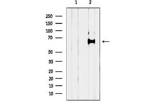 Western blot analysis of lysates from HEK-293 cells, using GEFT Antibody.