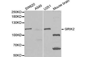 Western blot analysis of extracts of various cell lines, using GRIK2 antibody (ABIN5971002) at 1/1000 dilution. (GRIK2 antibody)