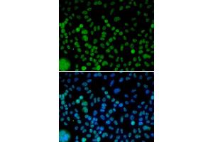 Immunofluorescence (IF) image for anti-Interferon Regulatory Factor 2 (IRF2) antibody (ABIN1873262) (IRF2 antibody)