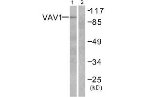 Western blot analysis of extracts from K562 cells, using VAV1 (epitope around residue 174) antibody (ABIN5976238, Line 1 and 2). (VAV1 antibody  (Tyr174))