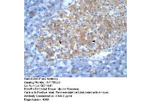Mouse Pancreas (PIAS2 antibody  (C-Term))