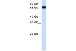 Western Blotting (WB) image for anti-Forkhead Box K2 (FOXK2) antibody (ABIN2458462) (Forkhead Box K2 antibody)