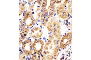 (ABIN6242146 and ABIN6578339) staining HTR1E in human kidney tissue sections by Immunohistochemistry (IHC-P - paraformaldehyde-fixed, paraffin-embedded sections). (Serotonin Receptor 1E antibody  (AA 223-258))