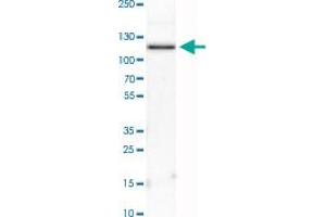 Western Blot analysis of HEL cell lysate with PDE3A polyclonal antibody . (PDE3A antibody)