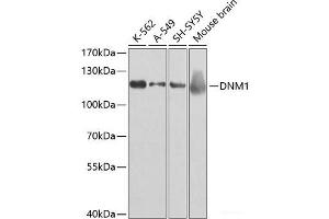 Western blot analysis of extracts of various cell lines using DNM1 Polyclonal Antibody at dilution of 1:500. (Dynamin 1 antibody)