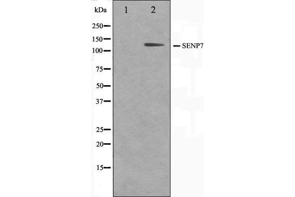 SENP7 抗体  (C-Term)