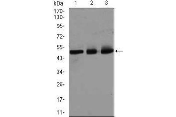 E2F1 anticorps  (AA 69-223)