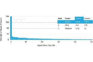 Analysis of Protein Array containing more than 19,000 full-length human proteins using ICOS-L Mouse Monoclonal Antibody (ICOSL/3111). (ICOSLG antibody  (AA 23-149))