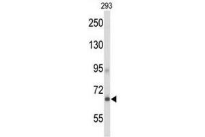 Western blot analysis of GPR133 Antibody (Center) in 293 cell line lysates (35µg/lane). (G Protein-Coupled Receptor 133 antibody  (Middle Region))