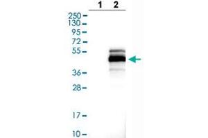 Western blot analysis of Lane 1: Negative control (vector only transfected HEK293T lysate), Lane 2: Over-expression lysate (Co-expressed with a C-terminal myc-DDK tag (~3. (MAGEB1 antibody  (AA 223-344))