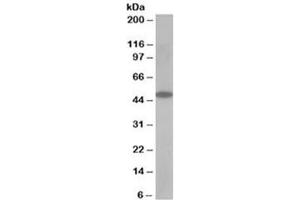 Western blot testing of human muscle lysate with OSBPL1A antibody at 0. (OSBPL1A antibody)