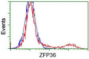 HEK293T cells transfected with either RC202049 overexpress plasmid (Red) or empty vector control plasmid (Blue) were immunostained by anti-ZFP36 antibody (ABIN2454203), and then analyzed by flow cytometry. (ZFP36 antibody)