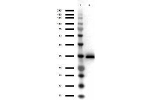 Western Blot results of Goat Anti-Glycerol 3 Phosphate-Dehydrogenase Peroxidase Conjugated. (GPD1 antibody  (HRP))