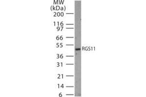 Image no. 1 for anti-Regulator of G-Protein Signaling 11 (RGS11) (AA 201-218) antibody (ABIN233208) (RGS11 antibody  (AA 201-218))