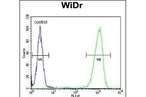 PX Antibody (Center) (ABIN653126 and ABIN2842705) flow cytometric analysis of WiDr cells (right histogram) compared to a negative control cell (left histogram). (PEX2 antibody  (AA 165-194))