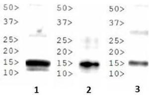 Western Blot of Rabbit Anti-Histone H3 [Dimethyl Lys37] Antibody.