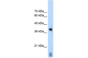 EIF2S1 antibody used at 1. (EIF2S1 antibody  (C-Term))